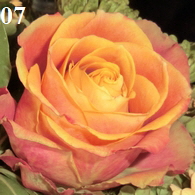 Fairetrade-Rose13-195