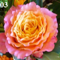 Fairetrade-Rose9-195