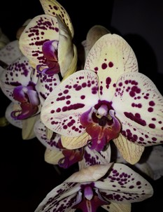 Orchidee