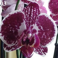 Orchidee03-195