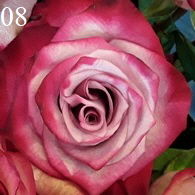 Rose18_195