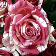 Rose19_195